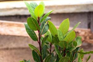 giovane alloro pianta con rami e verde foglie, laurus nobili, aroma, cucinando, aromaterapia, rilassante e purificazione benefici foto