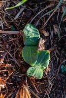 giovane zucca pianta nel un ecologico giardino, pacciamatura e permacultura, schiacciare, salutare cibo foto