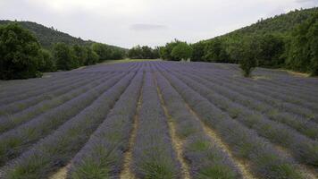 tropicale campi. azione. viola fiori nel il i campi con in crescita verde alberi in crescita nel un' cerchio con un' bianca cielo. foto