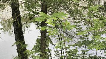 vicino su di giovane cespuglio le foglie ondeggiante nel il vento con un' fiume fluente dietro a esso. azione filmato. verde foresta e veloce fluente fiume. foto