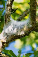 nido di bruchi visto nel un' frutta albero, possibilmente il lacchè falena, malacosoma Neustria, lepidotteri foto