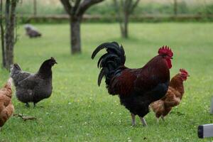 francese Gallo e polli nel azienda agricola foto