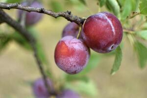 selvaggio prugna albero nel un frutteto nel Francia nel estate. blu e viola prugne nel giardino, prunus domestica foto