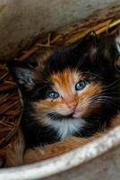 carino calicò gattino con blu occhi guardare a il telecamera, rifiuti di tre gattini nel il cannuccia su un' azienda agricola foto