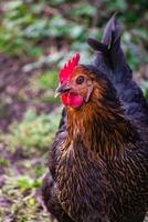 vicino su su un' carino nero e Marrone bicolor pollo foto