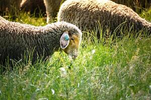 mandria di giovane agnelli pascolo il fresco verde prato su un' soleggiato giorno foto