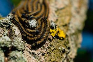 bruchi visto nel un' frutta albero, possibilmente il lacchè falena, malacosoma Neustria, lepidotteri foto