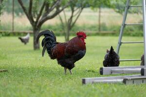 francese Gallo e polli nel azienda agricola foto