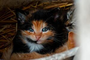 carino calicò gattino con blu occhi guardare a il telecamera, rifiuti di tre gattini nel il cannuccia su un' azienda agricola foto