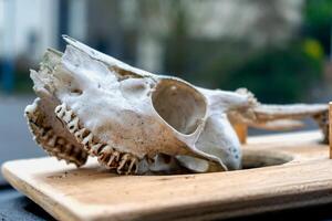 cranio di giovane cervo con suo denti e corna foto