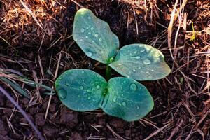 giovane zucca pianta nel un ecologico giardino, pacciamatura e permacultura, schiacciare, salutare cibo foto