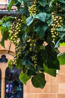paulonia tomentosa e suo frutta nel in ritardo estate, anche chiamato imperatrice albero o digitale albero, in rapida crescita e grande foglia, pauloniacee foto