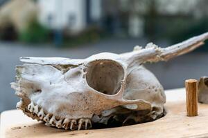 cranio di giovane cervo con suo denti e corna foto