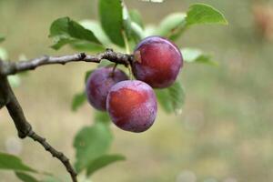 selvaggio prugna albero nel un frutteto nel Francia nel estate. blu e viola prugne nel giardino, prunus domestica foto