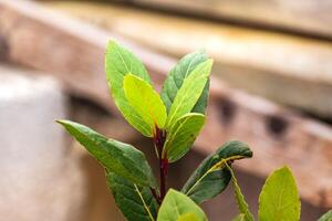 giovane alloro pianta con rami e verde foglie, laurus nobili, aroma, cucinando, aromaterapia, rilassante e purificazione benefici foto