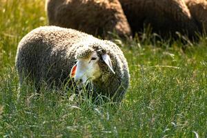 mandria di giovane agnelli pascolo il fresco verde prato su un' soleggiato giorno foto