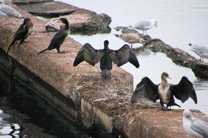 un' Visualizza di un' cormorano foto