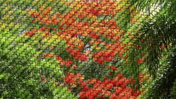 fiore rosso giallo nel giardino verde pittura digitale su bambù tessitore in due fasi foto