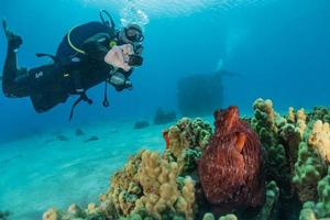 polpo re del camuffamento nel mar rosso, eilat israele foto