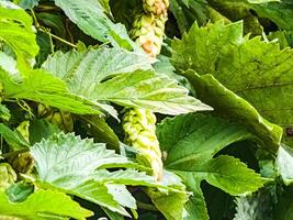 maturazione nel autunno di fresco verde luppolo coni su un' ramo. Usato per fabbricazione birra, pane, nel medicinale, farmacologia, avvicinamento foto