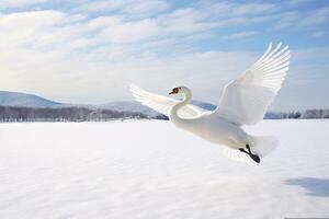 whooper cigno giri su il acqua condurre per neve cigno in mezzo forte vento soffiaggio neve lago Kussharo, hokkaido foto