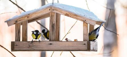 alimentazione uccelli nel inverno. carino giardino uccelli grande tette mangiare nutriente semi a partire dal di legno alimentatore. foto