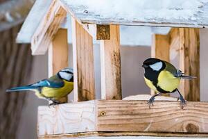 blu tetta e grande tetta mangiare semi a partire dal di legno alimentatore. alimentazione uccelli nel inverno. foto