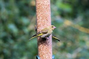 un' vicino su di un' fringuello su un' uccello alimentatore foto