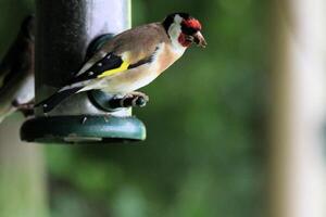 un' vicino su di un' cardellino foto