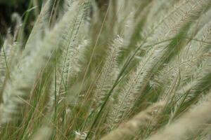 vicino su tiro di bianca Fontana erba. suo scientifico nome è pennisetum setaceum. foto