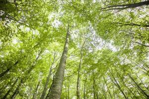 il alberi e loro boschi foto