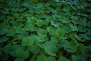 diverso tipi di pianta e verdure piantine foto