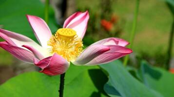 fiore di loto naturale fiorisce in un bellissimo giardino foto