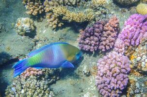 colorato margherita pappagallo librarsi al di sopra di lilla coralli a il fondale marino nel marsa alam foto