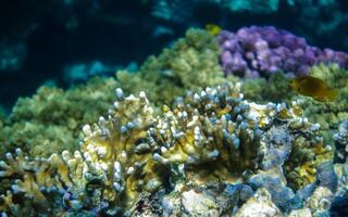 sorprendente coralli nel chiaro mare acqua durante immersione nel Egitto macro foto