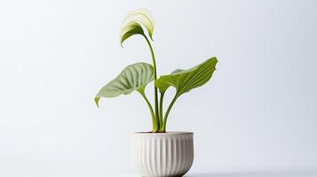 foto di jack-in-the-pulpi fiore nel pentola isolato su bianca sfondo. generativo ai