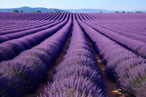 ai generato meridionale Francia Italia lavanda provence campo fioritura viola fiori aromatico viola erbe aromatiche impianti natura bellezza profumo aroma estate giardino fiorire botanico profumo fragranza prato foto