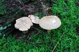 Visualizza su un' foresta terra struttura con muschio e rami trovato nel un' europeo foresta. foto