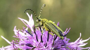 un' lussureggiante viola fiore . creativo.a soffice fiore su quale un' verde baffuto scarafaggio si siede e si dimena suo basettoni. foto