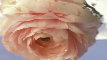 un' piccolo rosa bocciolo di rosa .scorta metraggio.acqua in quale un' delicato fiore è abbassato e guidato in giro nel un' cerchio. foto
