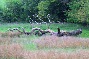 un' Visualizza di il nord Galles campagna vicino wrexham foto