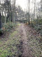 una vista della campagna del Cheshire a Carden Park foto