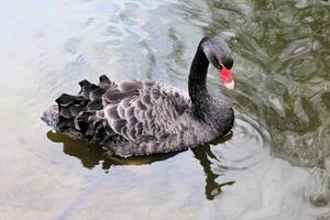 un primo piano di un cigno nero foto