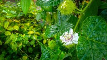 un' bellissimo bianca fiori di rambusa, passiflora foetida foto