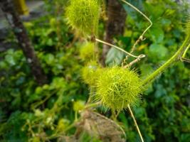 un' vicino su di rambusa, passiflora foetida foto