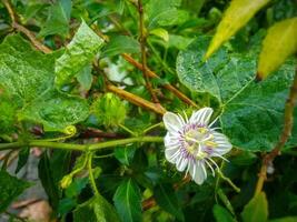 un' bellissimo bianca fiori di rambusa, passiflora foetida foto