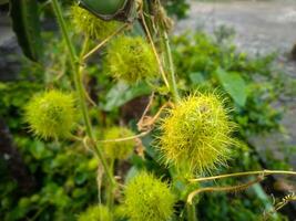 un' vicino su di rambusa, passiflora foetida foto