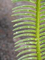 le foglie pinnately composte della pianta di cycas siamensis con goccioline d'acqua foto