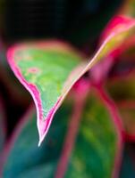 bel colore su foglia di pianta d'appartamento tropicale aglaonema 'siam aurora' foto