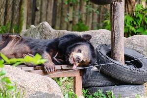 asiatico nero orso addormentato su il di legno biancheria da letto foto